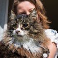 Image for Animals & human health